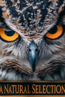 دانلود فیلم A Natural Selection 2025 بدون سانسور
